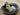 coquillage abalone support encens cristaux rechargement